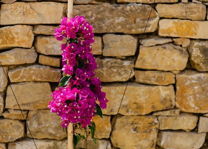 Patio Da Figueira Gæstehus 3*